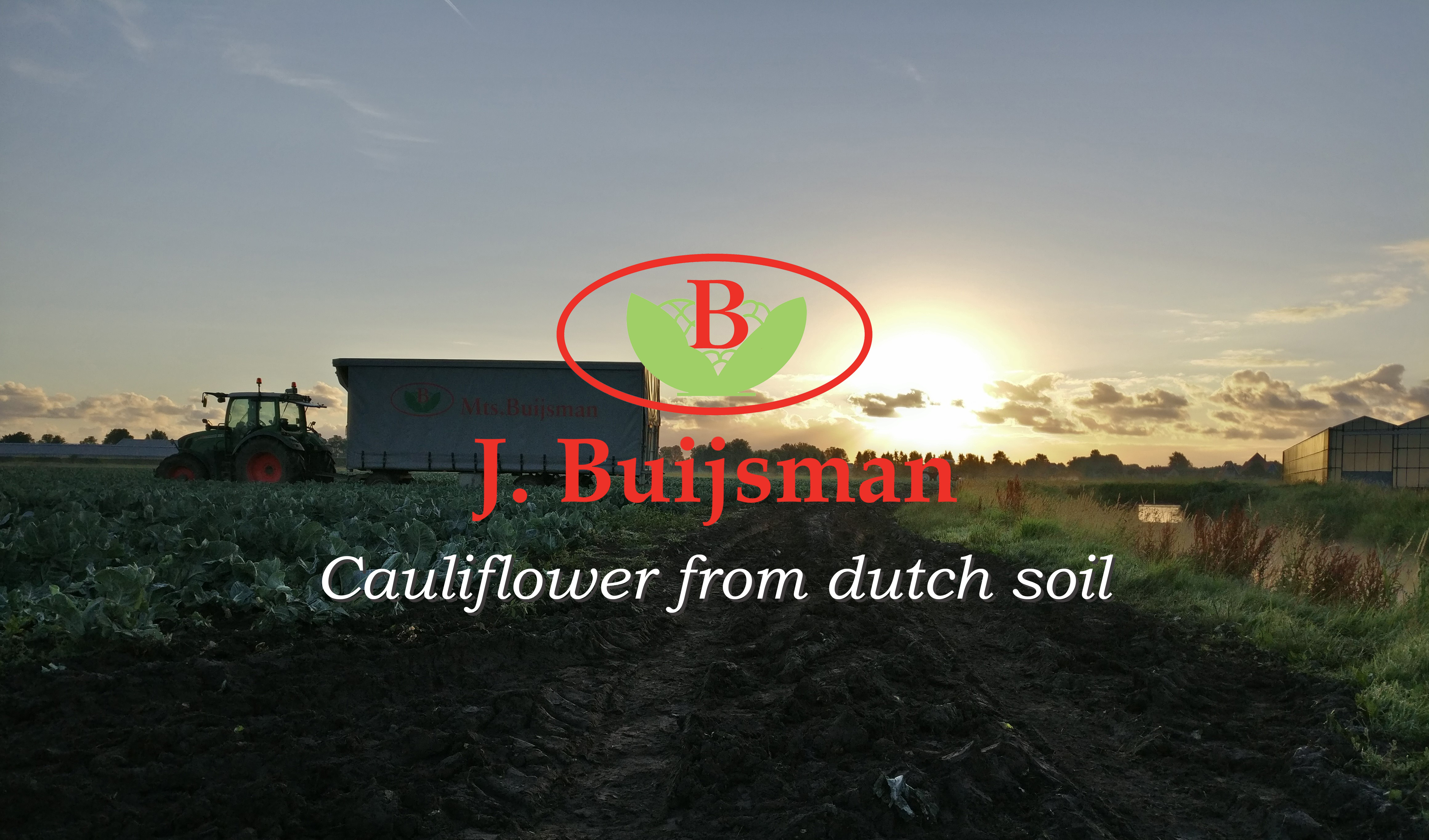 Buijsman Cauliflower From The Netherlands